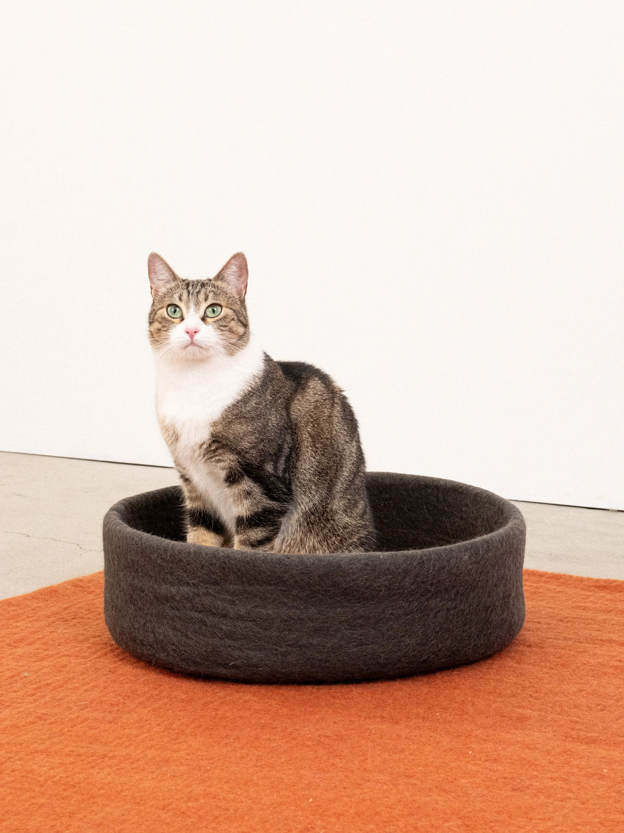 KUNO KATTENMAND
