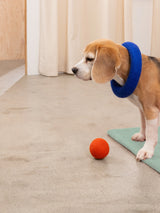 FINE & ISA HONDEN BALLENSET