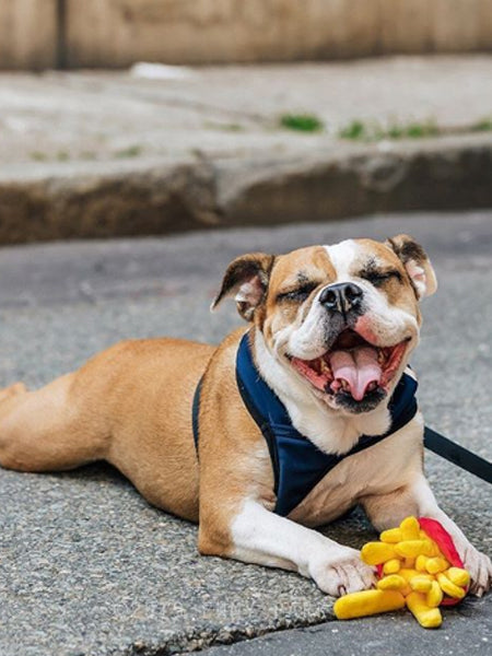HONDENSPEELTJE - FRIETEN