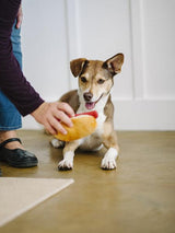 HONDENSPEELTJE - HOT DOG