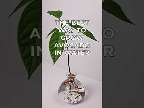 AVOCADO VAAS - EMERALD GREEN