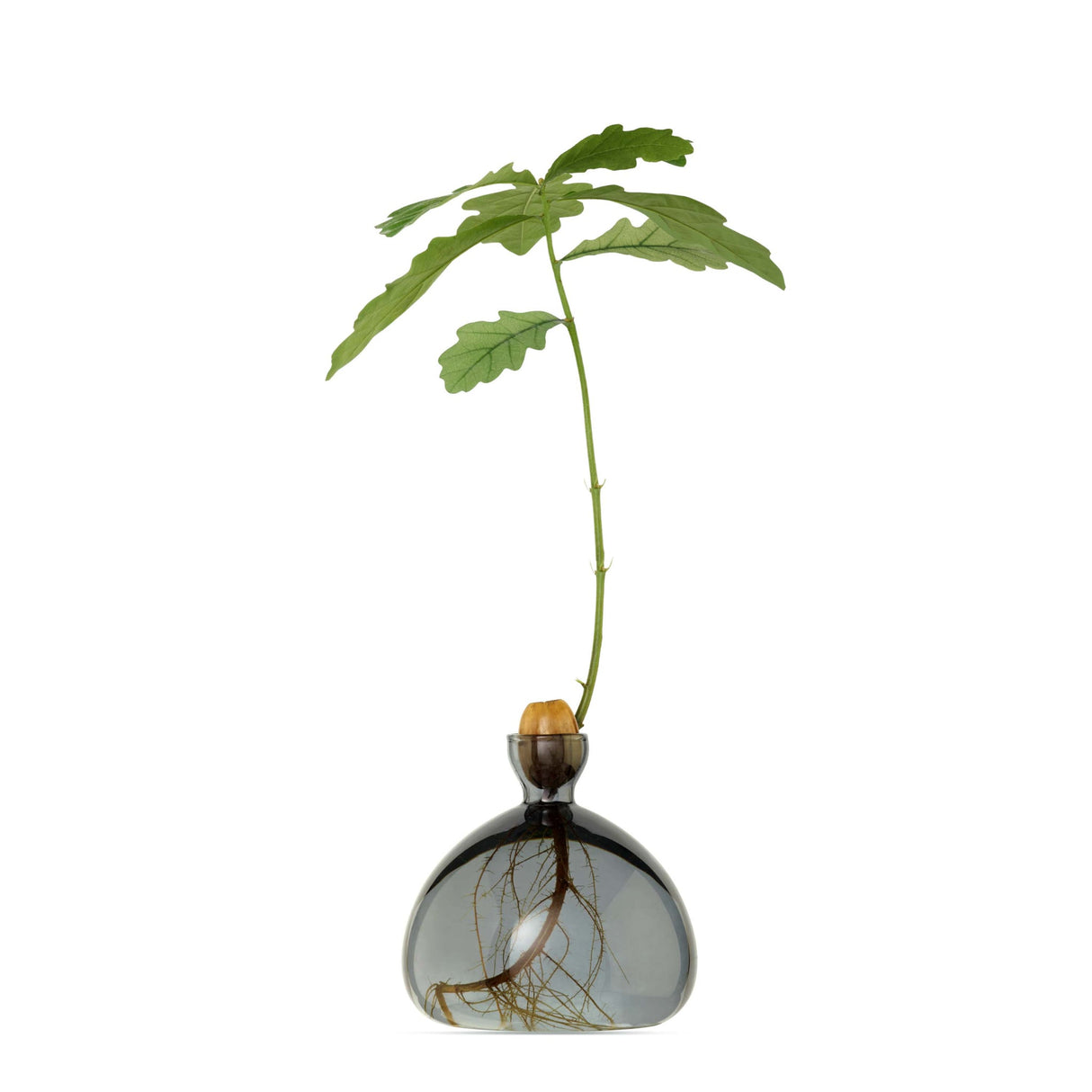 ACORN VAAS - SMOKE GREY