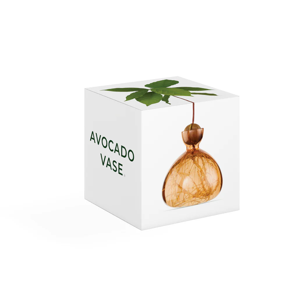 AVOCADO VAAS - SWEET APRICOT