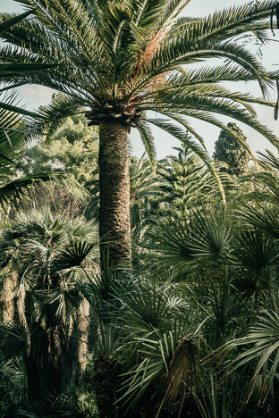 POSTER JARDIN LUXURIANT