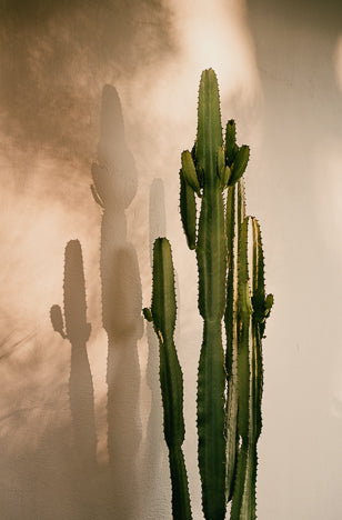 POSTER CACTUS SHADOW