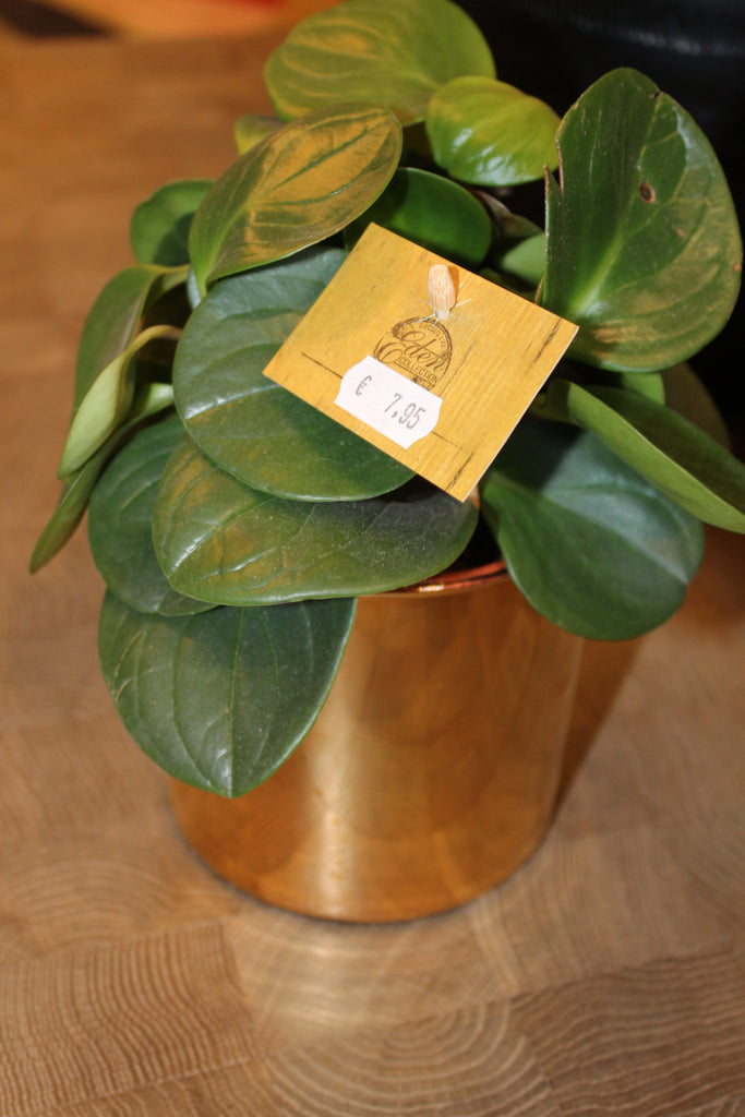 DEKOCANDLE POT BLINKEND GOUD