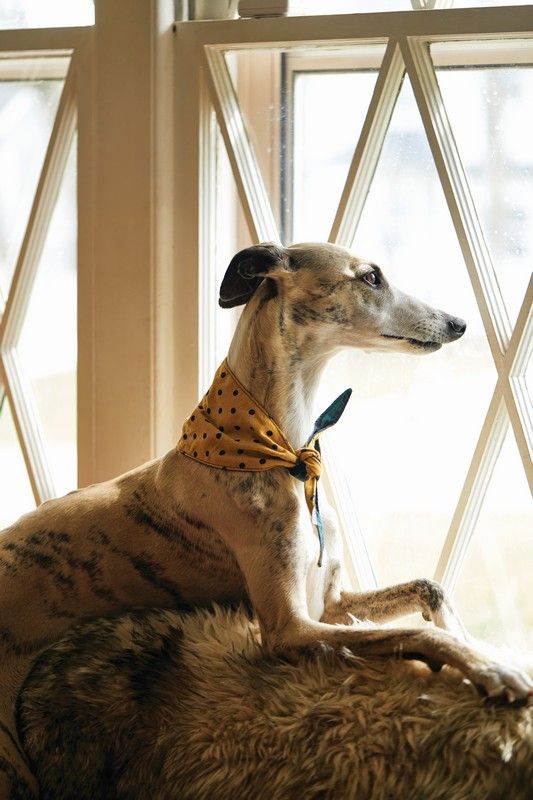 BANDANA VOOR HONDEN