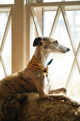 BANDANA VOOR HONDEN