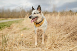 BANDANA VOOR HONDEN
