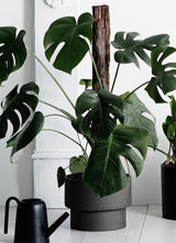 ZAKKIA PODIUM POT